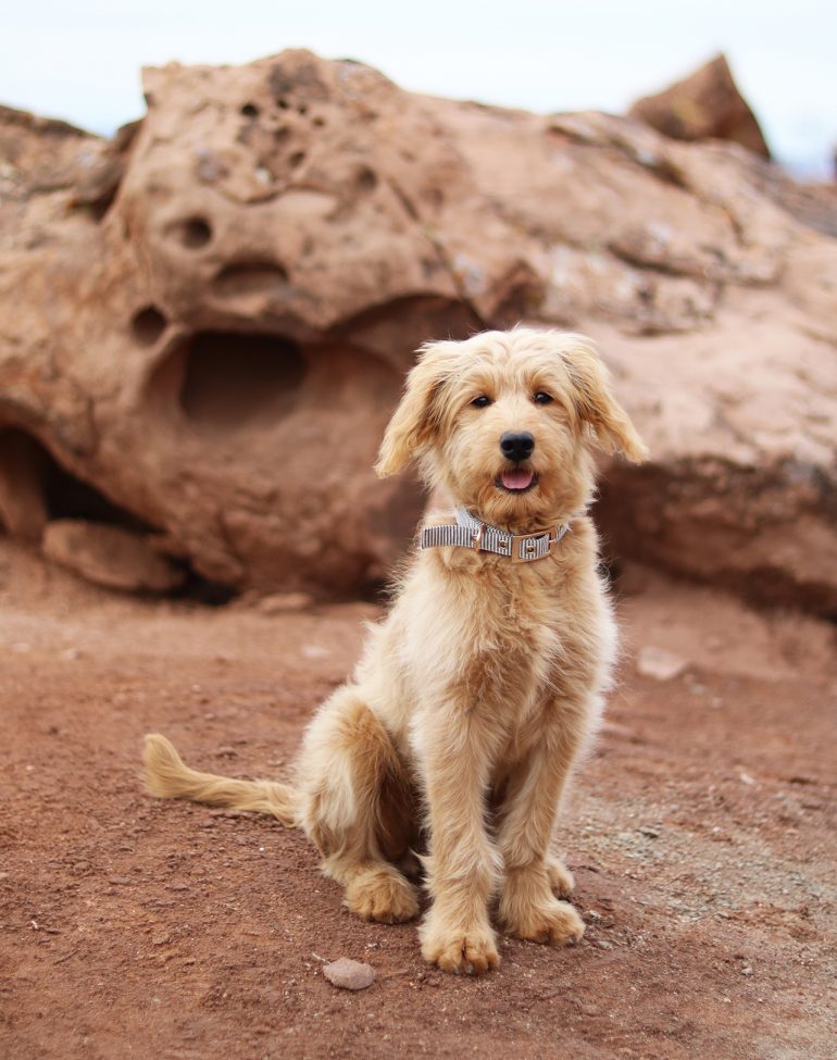 trained goldendoodle puppies